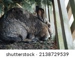 Small photo of bunny rabbit cony lapin pet easter hare