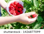 In the hands of a white bowl with delicious ripe juicy raspberries in the open, harvesting raspberries. close-up