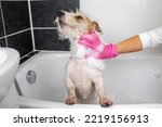 Puppy wire-haired Jack Russell Terrier takes a shower. A girl in pink gloves washes a dog in a white bath.