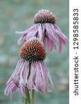 Frost Covered Coneflowers