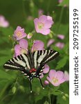 Zebra Swallowtail Butterfly...