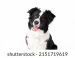 Black and white border collie portrait on white backgrounds