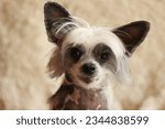 Chinese crested dog hairless...