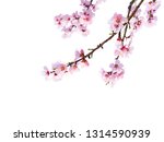 Cherry blossom isolated in front of white background