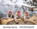 A Group Of Japanese Macaques...