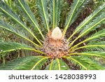 Cycad Palm Also Known As Sago...
