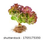 Fresh Red Lettuce With Root...