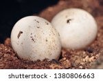 Tawny Owl Eggs In Nest