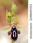 Small photo of Rare, endemic Cretan bee-orchid (Ophrys cretica ssp. ariadne) on xerothermic grassland in Crete