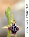 Small photo of Rare, endemic Cretan bee-orchid (Ophrys cretica ssp. ariadne) on xerothermic grassland in Crete