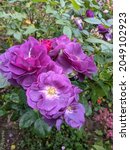 Small photo of Blooming Rhapsody and Blue rose in the garden.