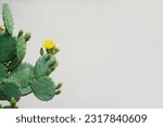 Cactus flower as retro vintage background. Prickly pear cactus in pastel tone, copy space