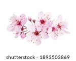 Up-close light pink Cherry blossoms ( Sakura) isolated on a white background.