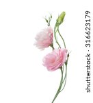 Two Pale Pink Flowers Isolated...