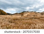 Field of Japanese pampas grass (Miscanthus sinensis) in Tonomine high land in Hyogo, Japan