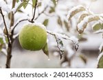 Winter apple tree with green...