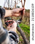 Small photo of Close-up of a winegrower hand. Prune the vineyard with professional steel scissors. Traditional agriculture. Winter pruning, cordon spurred method.