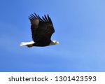 A Bald Eagle Flying In The Blue ...