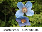 Small photo of Flower Himalayan blue poppy (Meconopsis betonicifolia), Mervyn Kessel