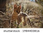 A Young Serval Cat Out And About