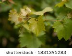 grape leaves in home garden | Shutterstock . vector #1831395283