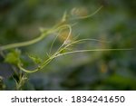 pumpkin green leaves with hairy ... | Shutterstock . vector #1834241650