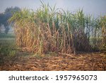 sugarcane harvesting season ... | Shutterstock . vector #1957965073
