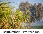 sugarcane harvesting season ... | Shutterstock . vector #1957965106