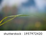 dew on sugarcane leaf in the... | Shutterstock . vector #1957972420