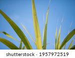 sugarcane leaves  in blue sky... | Shutterstock . vector #1957972519