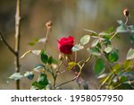 colorful beautiful  delicate... | Shutterstock . vector #1958057950