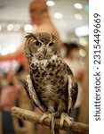 Small photo of Great horned owl or hoot owl in the room