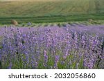 Lavender Field In Full Season