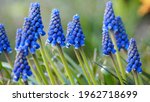 First Spring Flowers Muscari In ...
