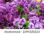 Small photo of Beautiful lilac flowers ,Purple lilac flowers on the bush,summer time background.