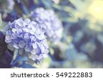 Hortensia Flower  Hydrangea...