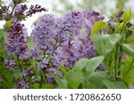Small photo of Delicat spring bouquet of Lilac flowers. Springtime is lilac blooming season.