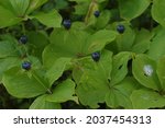 Small photo of Pile of herb paris true lovers knot in nature