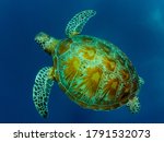 Turtle Swimming In Blue Water...