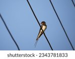 Small photo of A swallow sits on wires against a blue sky. A lot of wires run diagonally across the entire frame. The barn swallow (Hirundo rustica) is the most widespread species of swallow in the world.