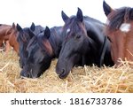 Group of beautiful farm horses...