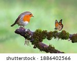 Beautiful background image of a wild robin (Erithacus rubecula) with stunning colors and a monarch butterfly (Danaus plexippus) standing on a branch. Tiny and cute bird looking at a prey butterfly. 