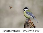 Beautiful great tit (Parus major) interacting with a bee. Colorful songbird and flying insect looking at each other. Cute yellow and blue bird standing on a tree. Concept of ecology and biodiversity
