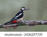 Small photo of Male great spotted woodpecker (Dendrocopos major) perched on a rotten branch. Colorful woodpecker looking at the camera in the forest with natural environment. Wild bird in nature background image.