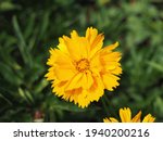Beautiful yellow Sunray Tickseed, Coreopsis grandiflora 'Sunray' flower in Hungarian rural area 