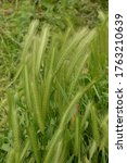 Small photo of hordeum murinum aka wall barley or false barley grass plant. Plants with spikes of mouse tail, mouse barley.