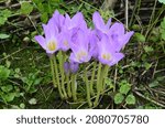 Small photo of Colchicum autumnale, toxic plants and flowers .Nice dewy flowers in the autumn (Colchicum autumnale) . Colchicum autumnale flowers, commonly known as autumn crocus or meadow saffron.