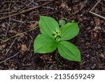 Small photo of Herb paris (Paris quadrifolia) .Paris herb. Poisonous berries and flowers grow in the forest.