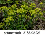 Small photo of Cypress spurge (Euphorbia cyparissias).detail of cypress spurge flowers (Euphorbia cyparissias) with blurred background .
