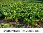 Small photo of Fodder beet close-up on the field. Crop and farming.Green beetroot leaves in the meadow on soft blurred background of field, copy space .